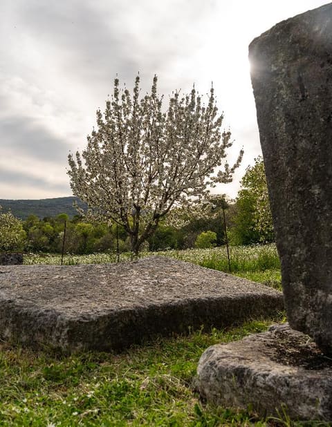 A stećak beneath a blossoming tree, the hills of Lower Herzegovina behind