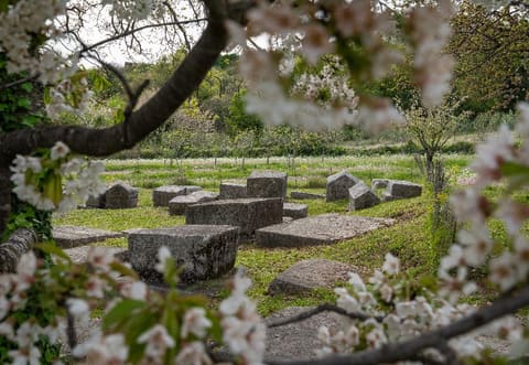 Spring blossom beside the necropolis of stećci