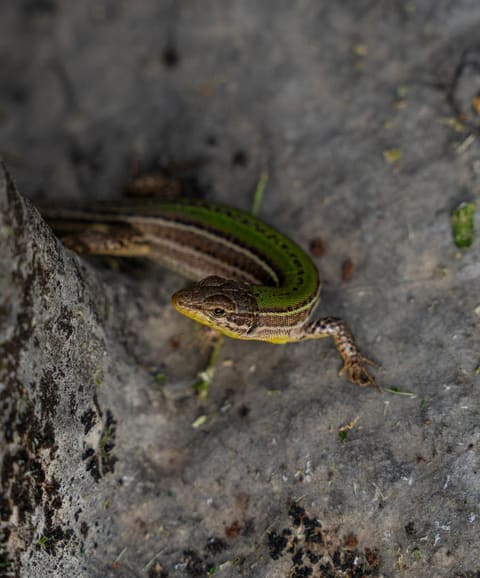 A lizard on stone — the small fauna of the Herzegovinian karst