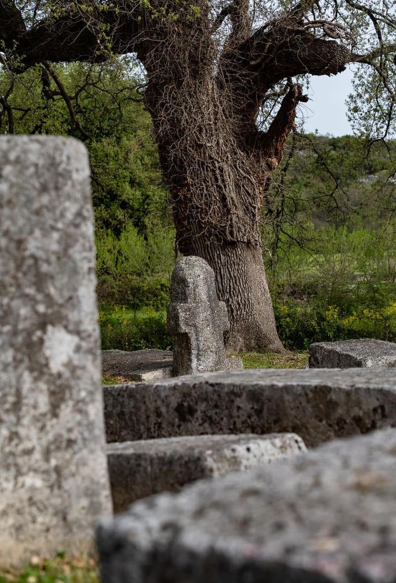 An old stećak and a centuries-old tree near Boljuni